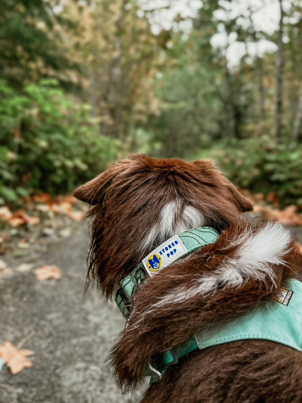 Dog in nature with stoked pup easy clip adventure hemp eco-friendly dog collar. 
