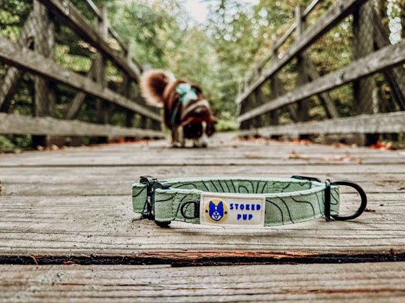 Hemp eco-conscious dog collar on bridge with dog in nature. Green turquoise dog collar.